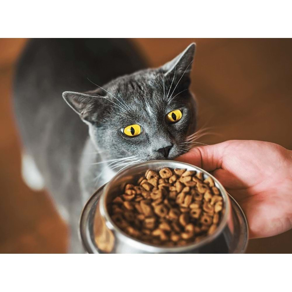 AÇIK - ROYAL CANİN KISIR KEDİ MAMASI TAVUKLU 1KG