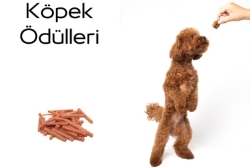 KÖPEK ÖDÜLLERİ